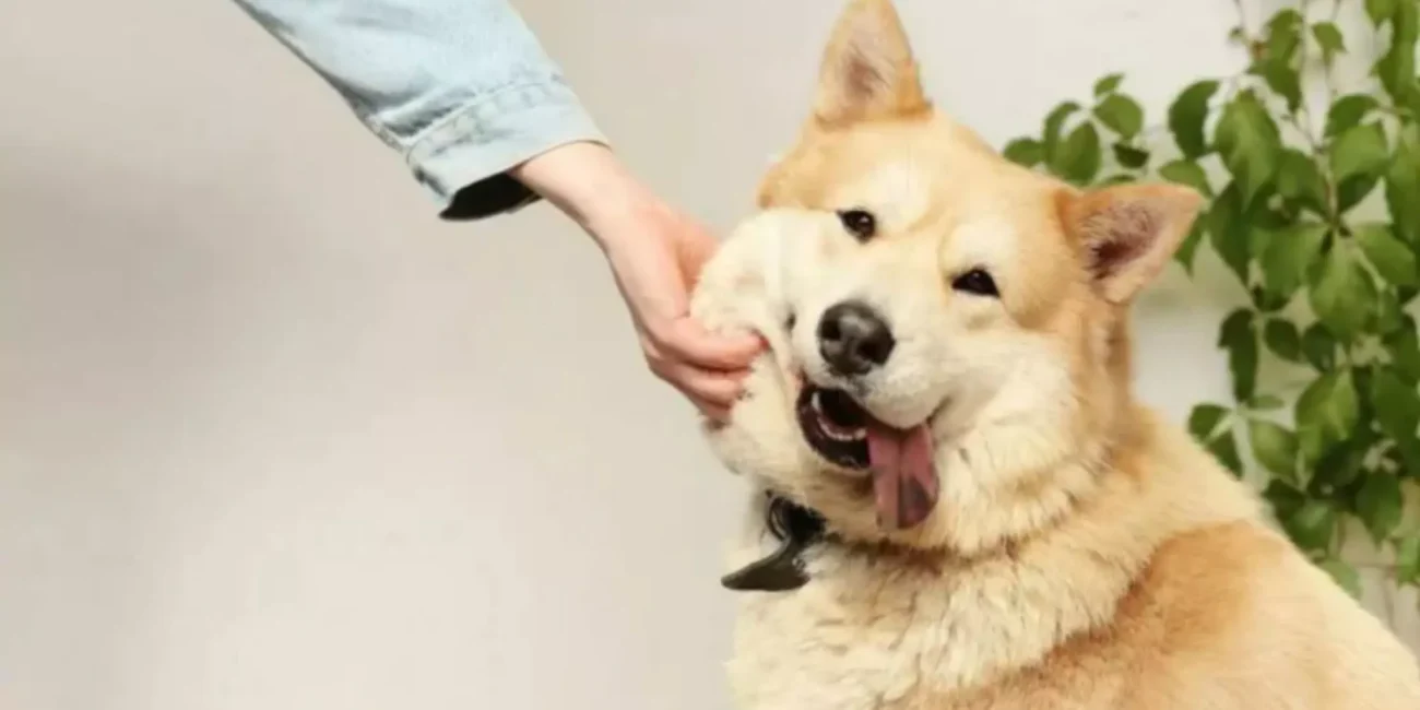 Mowa ciała psów zrozumieć psa język ciała komunikacja opiekun dla psa pethomer opieka karmienie petsiter domowy hotel dla psów psi hotel rodzinnie