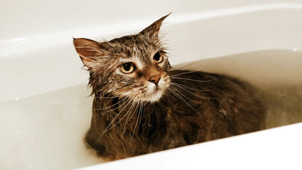Czy koty się kąpie? kot w kąpieli w czepku