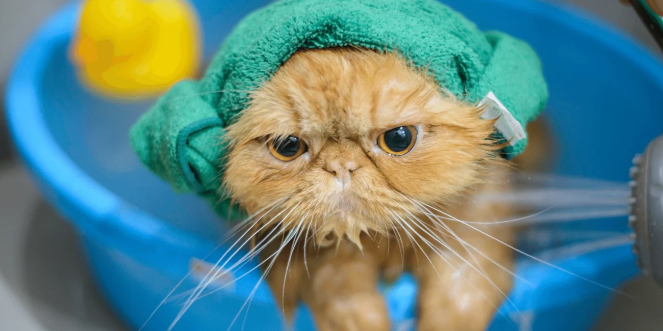 Czy koty się kąpie? kot w kąpieli w czepku