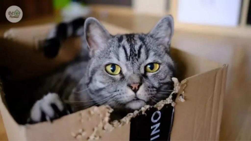 Dlaczego kot lubi kartony? Jak zrobić domek dla kota z kartonu? DIY Dlaczego kot obgryza karton? opieka dla kota pethomer.com karmienie