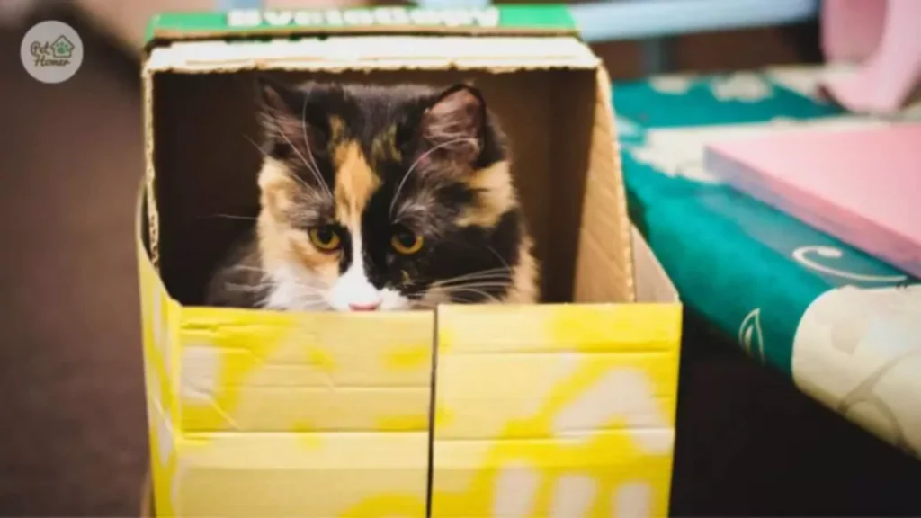 Dlaczego kot lubi kartony? Jak zrobić domek dla kota z kartonu? DIY Dlaczego kot obgryza karton? opieka dla kota pethomer.com karmienie