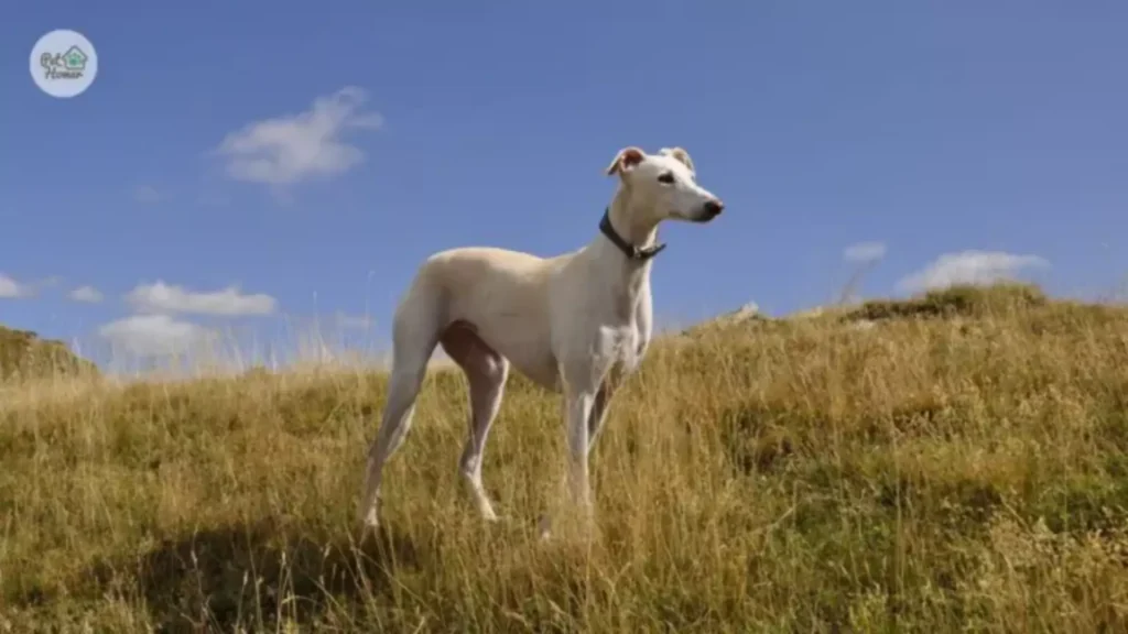 Duże psy najpopularniejsze rasy Labrador Retriever Bernardyn Nowofundland Dog niemiecki scooby doo Greyhound Domowy hotel dla psów