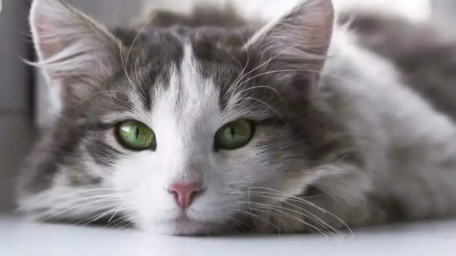 jak widzi kot jaki wzrok ma kot czy kot widzi kolory choroby oczu u kotów opiekun dla kota pethomer