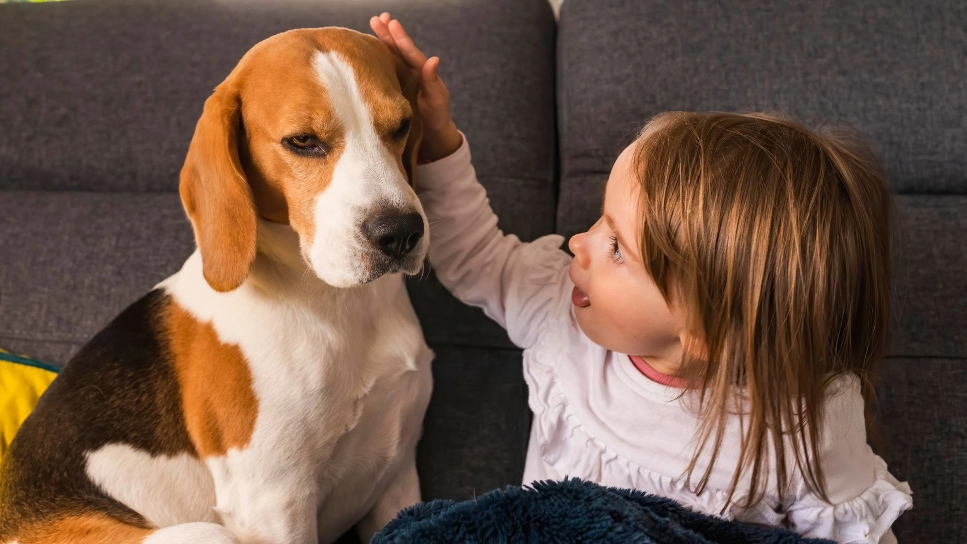 Jaka rasa psa dla dziecka? beagle