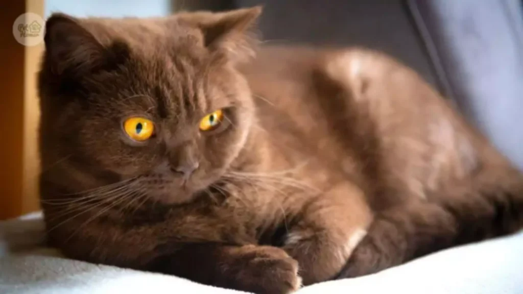 Koty brytyjskie opis rasy wygląd brytyjczyki charakter cena brytyjskie choroby opiekun dla kota pethomer opieka karmienie petsiter