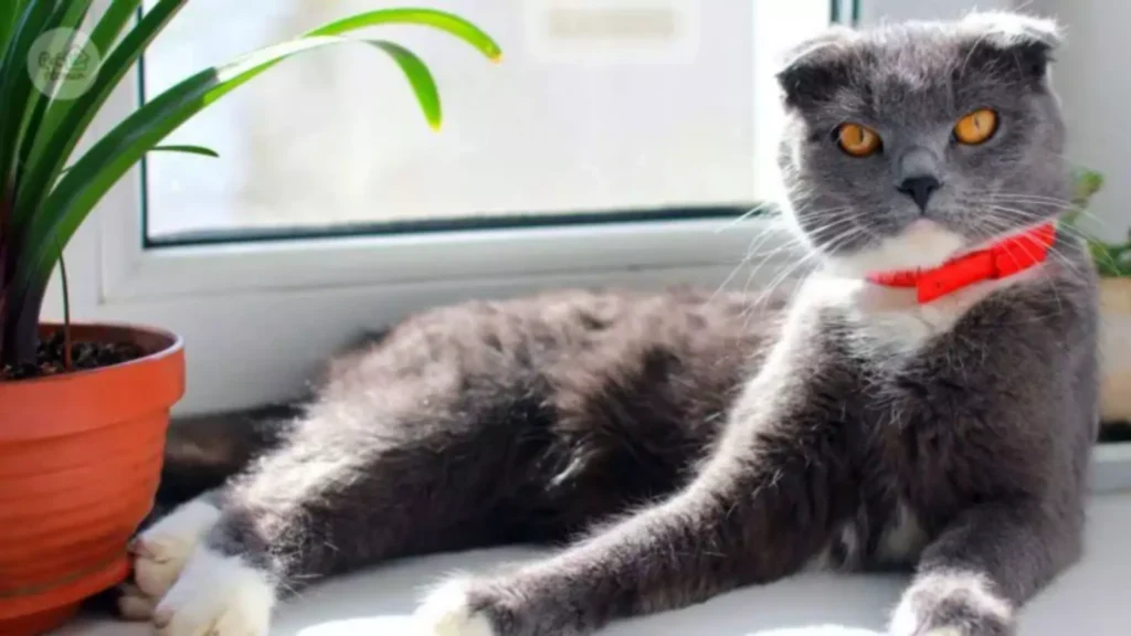 Koty brytyjskie opis rasy wygląd brytyjczyki charakter cena brytyjskie choroby opiekun dla kota pethomer opieka karmienie petsiter