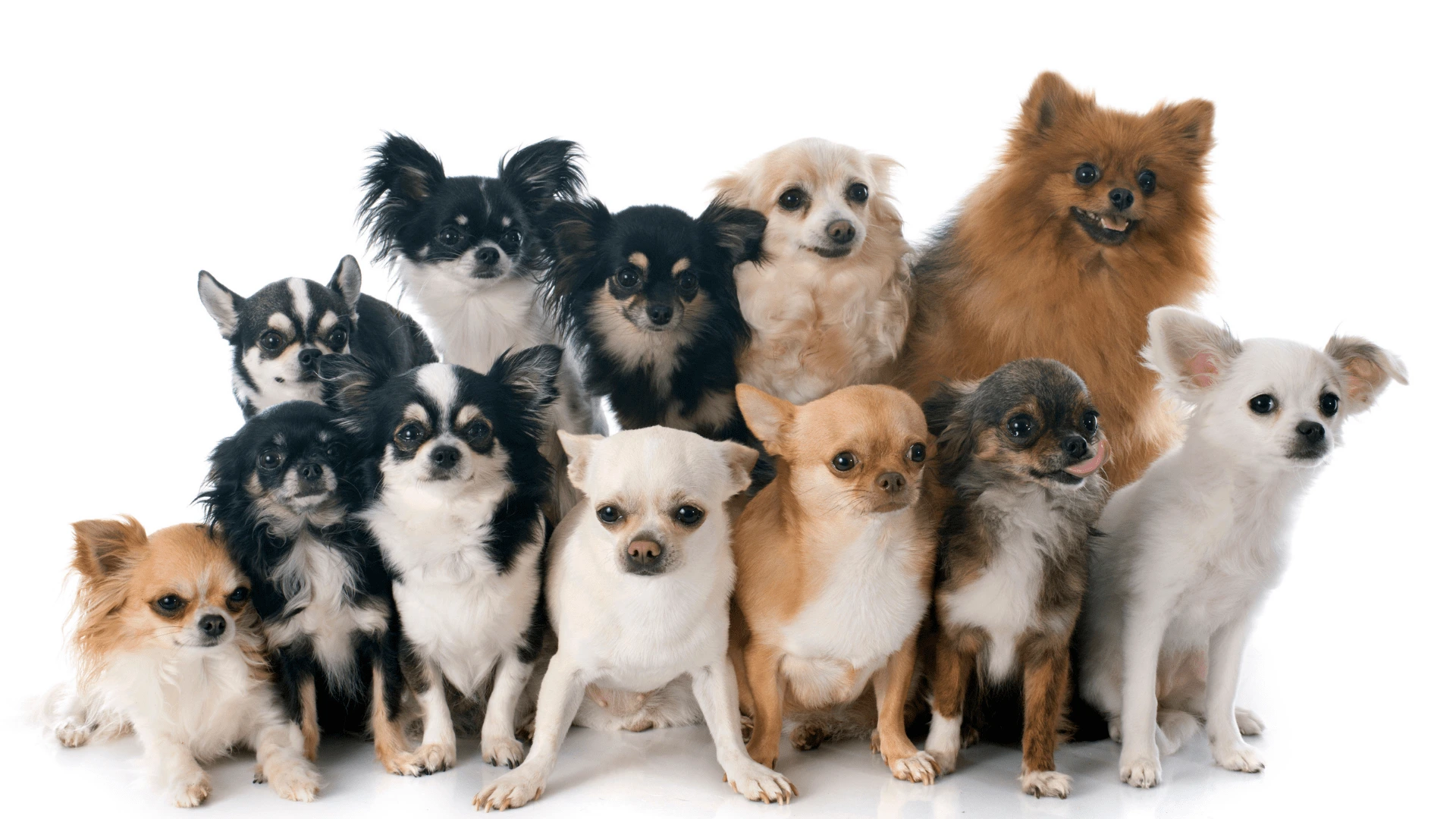 Małe psy – najpopularniejsze rasy