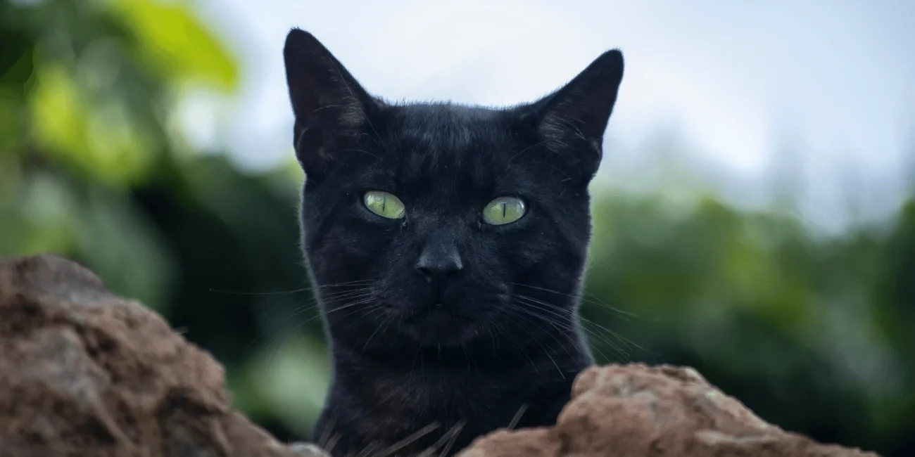 Mity o kotach czarny kot
