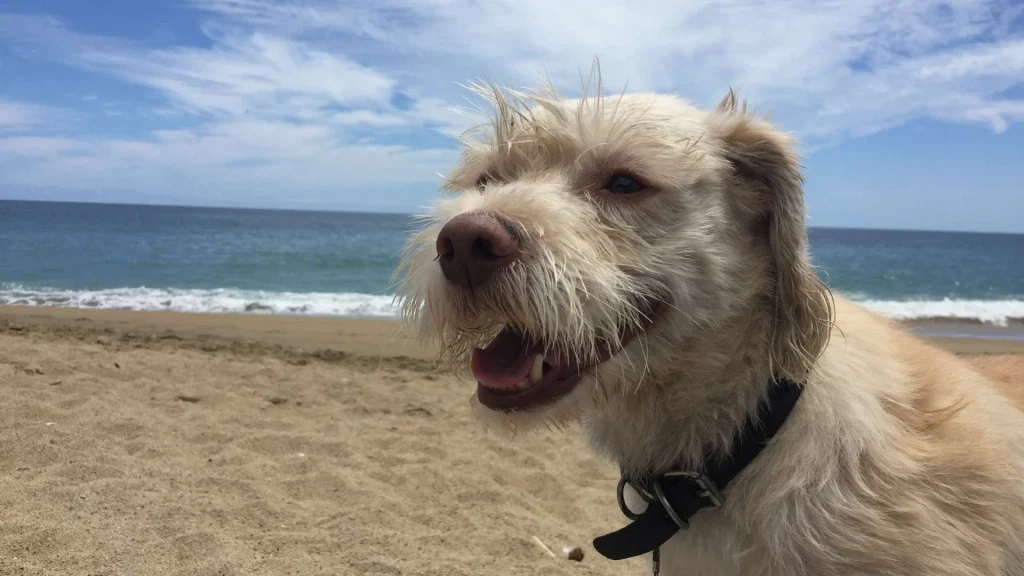 Spacer z psem na plaży