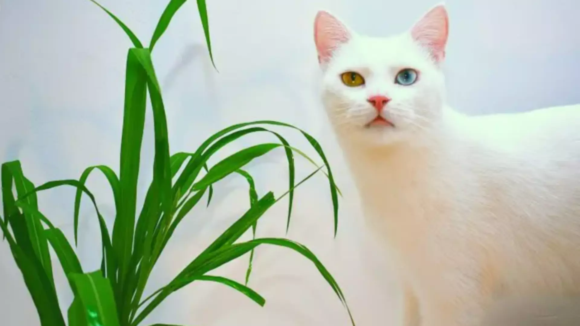 Rośliny bezpieczne dla zwierząt rośliny trujące dla kotów domowy hotel dla zwierząt pethomer odpowiedzialny opiekun kota kot gryzie rośliny