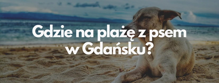 Gdzie na plaze z psem w Gdansku
