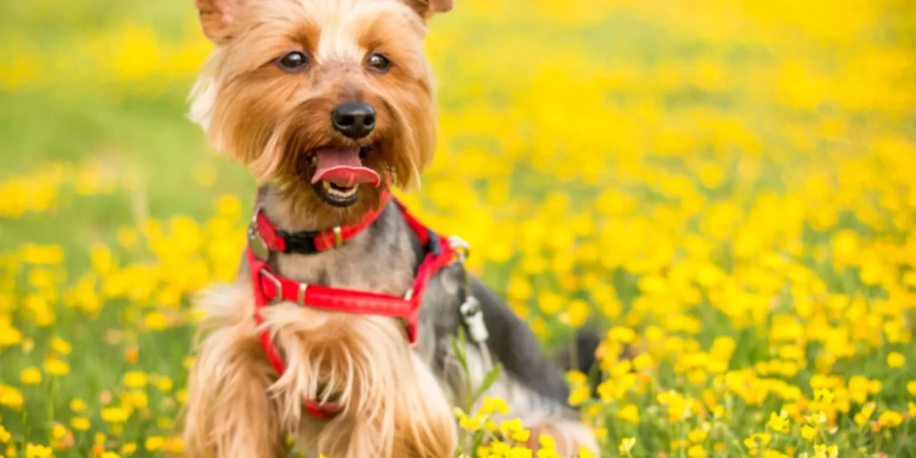 yorkshire terrier opis rasy york wygląd cena charakter pethomer wyprowadzanie psów domowy hotel dla psów