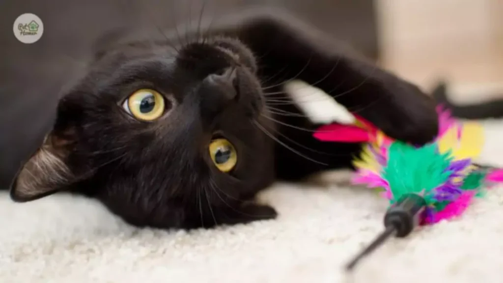 Jak bawić się z kotem? 5 pomysłów Wędka dla kota opiekun dla kota pethomer petsitter opieka karmienie Zabawa z kotem