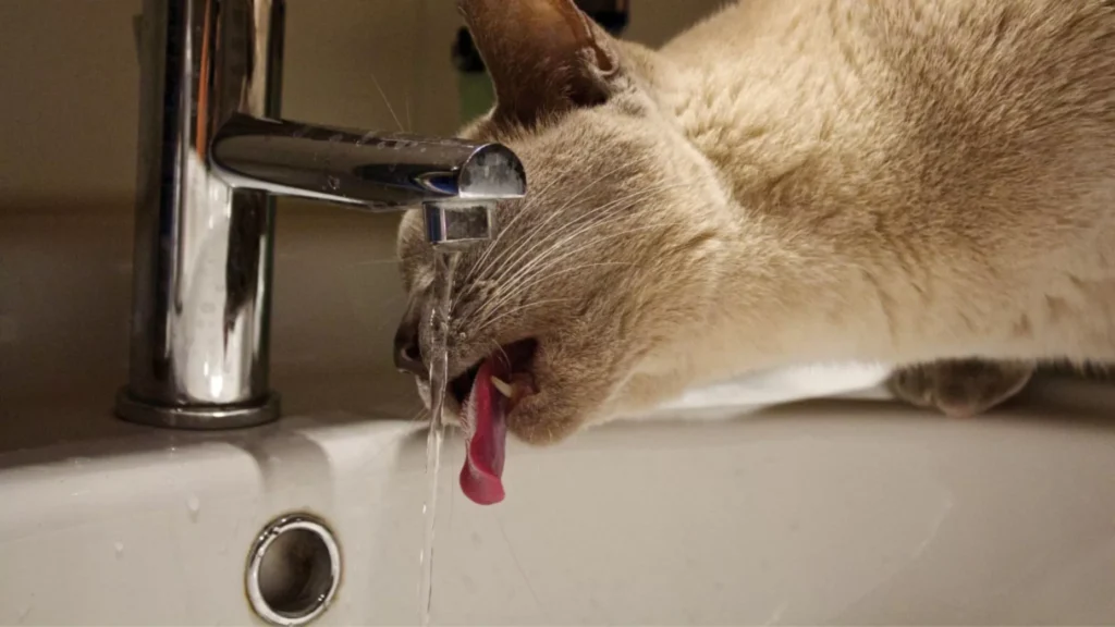 Czy kot może pić mleko? opieka nad kotem pethomer Czy można dać kotu mleko roślinne kot mleko bez laktozy kot pije wodę z kranu