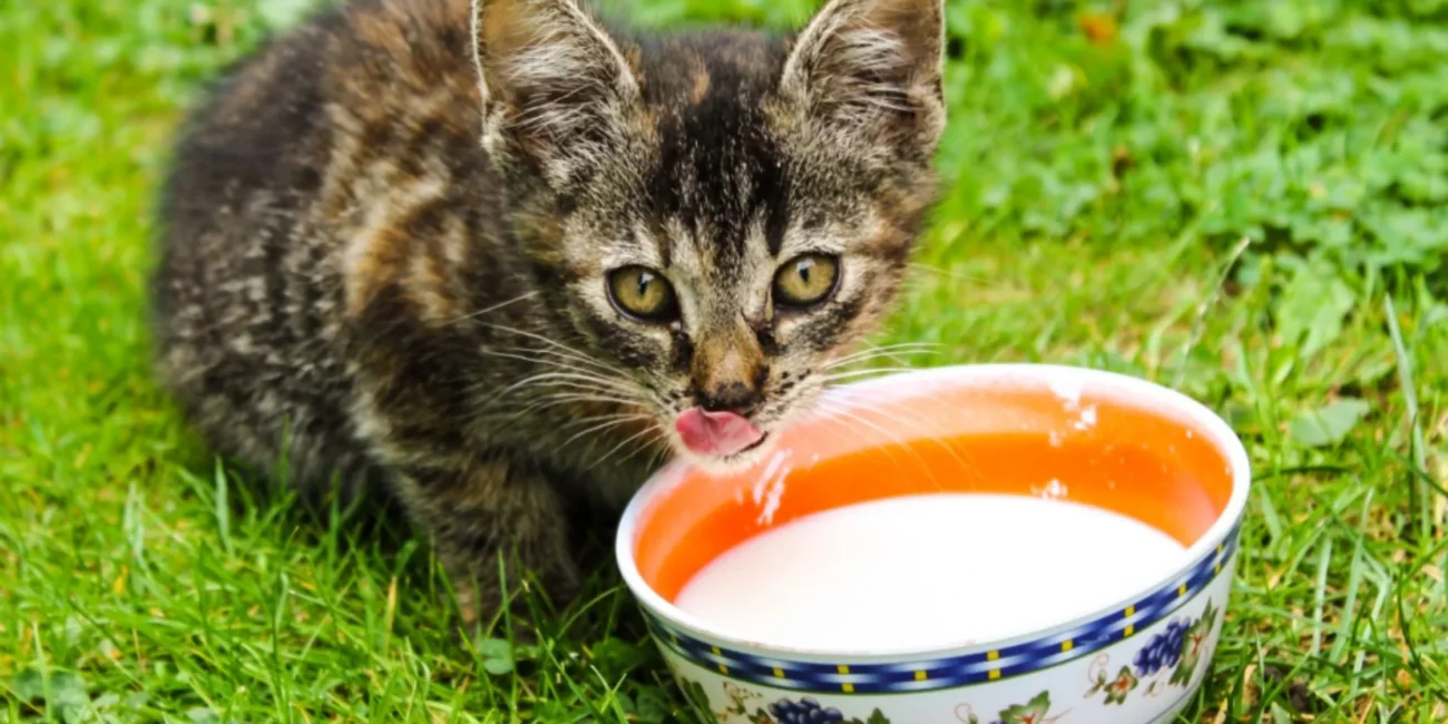 Czy kot może pić mleko? opieka nad kotem pethomer Czy można dać kotu mleko roślinne kot mleko bez laktozy kot pije wodę z kranu