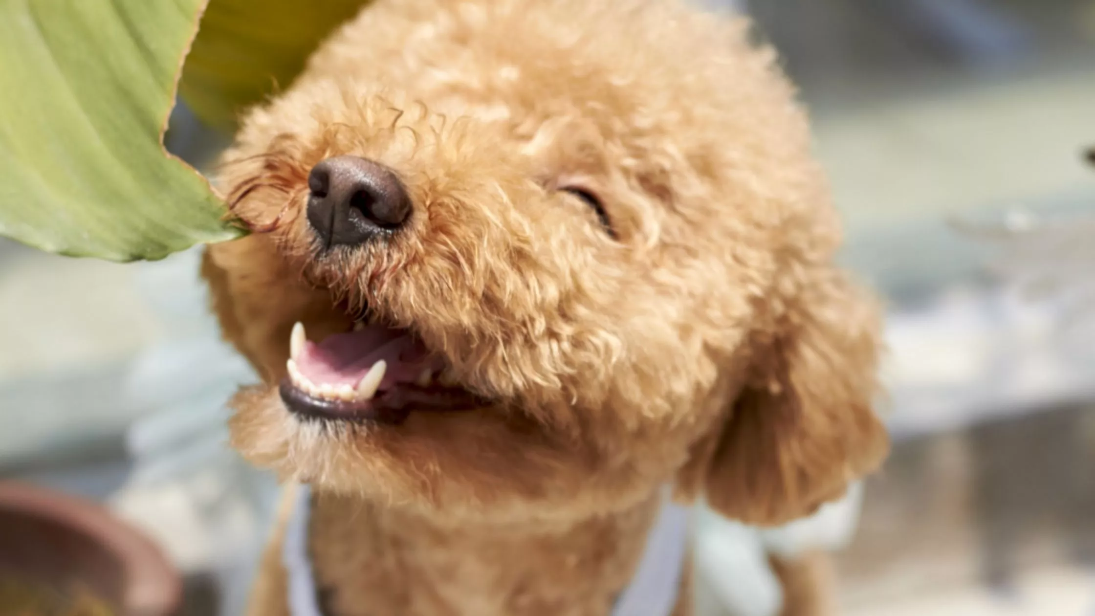 Ile zębów ma pies? Psie mleczaki Choroby zębów u psów opiekun dla psa pethomer domowy hotel dla psów