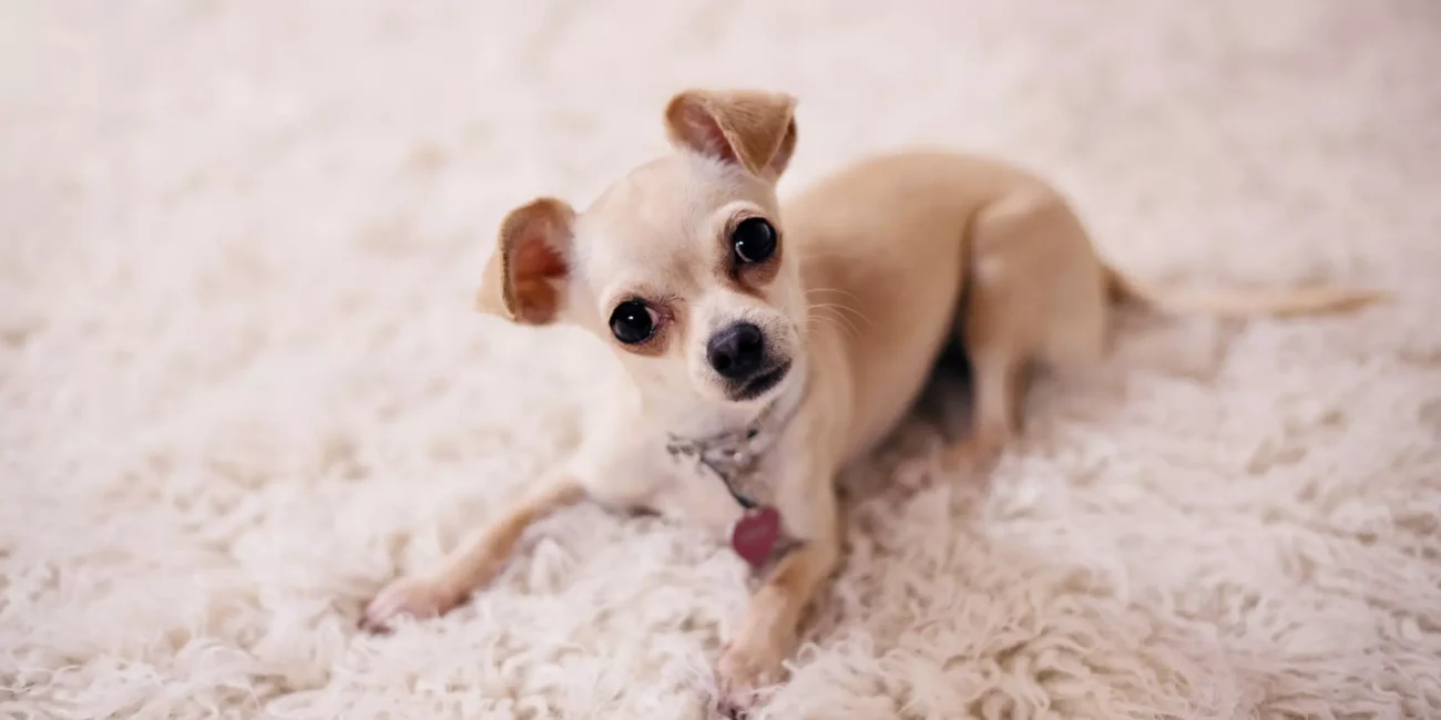 Chihuahua charakter wygląd cena ile żyje Chihuahua piesek wyprowadzanie psa opieka nad psem i kotem domowy hotel dla psów