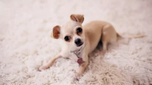 Chihuahua charakter wygląd cena ile żyje Chihuahua piesek wyprowadzanie psa opieka nad psem i kotem domowy hotel dla psów