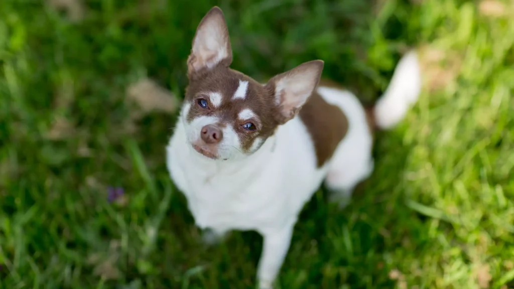 Chihuahua jak dbać jak pielęgnować psy jak dbać o oczy chihuahua długowłosa pielęgnacja chihuahua jest agresywna chihuahua włosy czy sierść