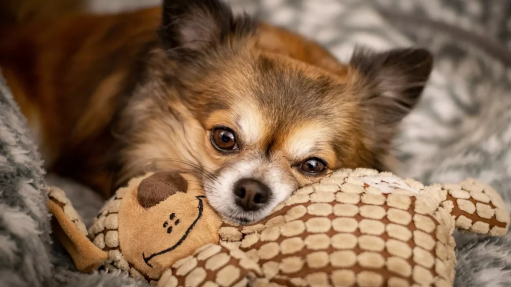 Chihuahua jak karmić Jaka karma dla chihuahua opiekun wyprowadzanie psów domowy hotel dla psów opieka nad zwierzętami karmienie psów pethomer