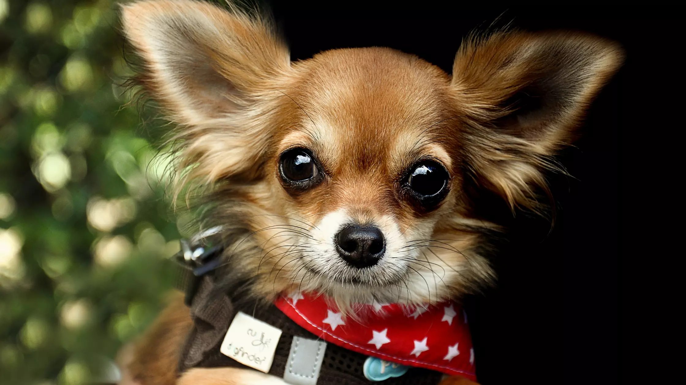 Chihuahua jak karmić Jaka karma dla chihuahua opiekun wyprowadzanie psów domowy hotel dla psów opieka nad zwierzętami karmienie psów pethomer
