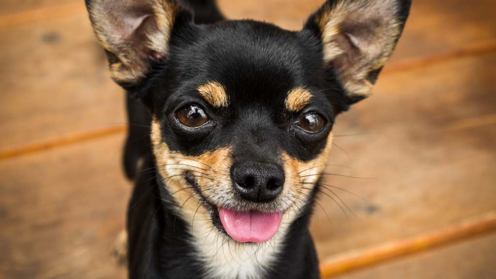 Dlaczego Chihuahua się trzęsie? Choroby Chihuahua drży wodogłowie tchawica opiekun dla psa wyprowadzanie psa pethomer