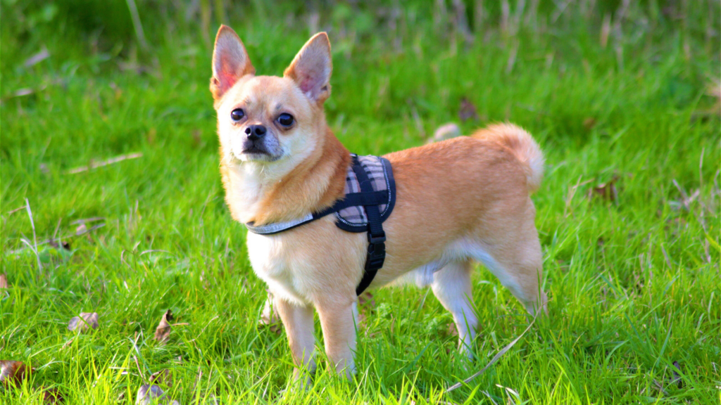 Dlaczego Chihuahua się trzęsie? Choroby Chihuahua drży wodogłowie tchawica opiekun dla psa wyprowadzanie psa pethomer