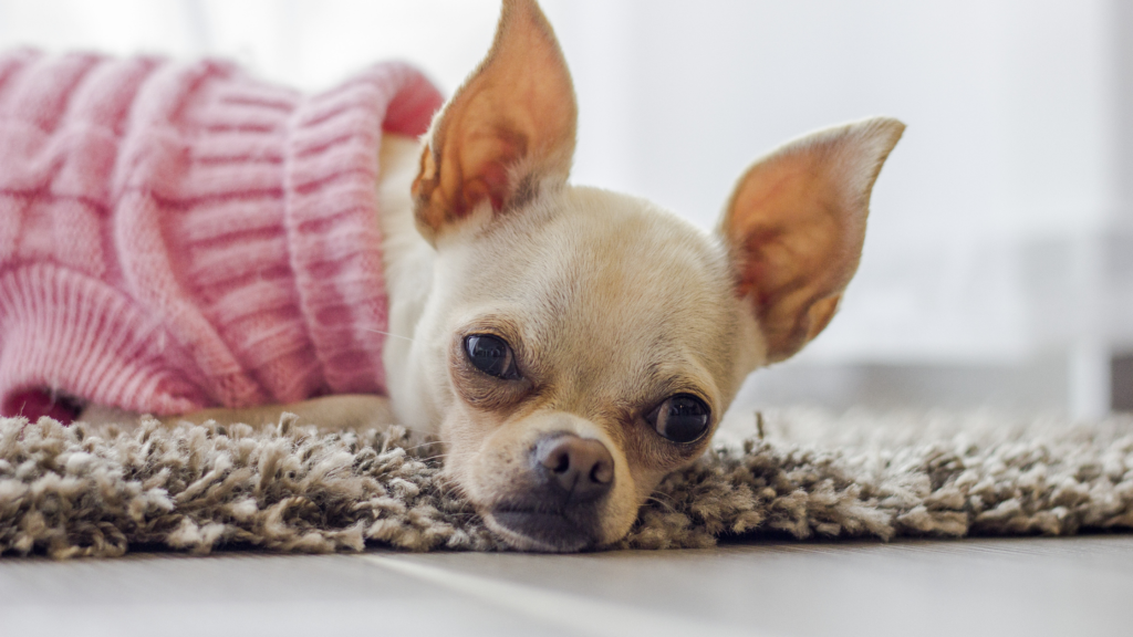 Jak wychować Chihuahua piesek chihuahua sam w domu opiekun dla psa pethomer petsitter opieka nad psem karmienie spacer z psem wyprowadzanie psa