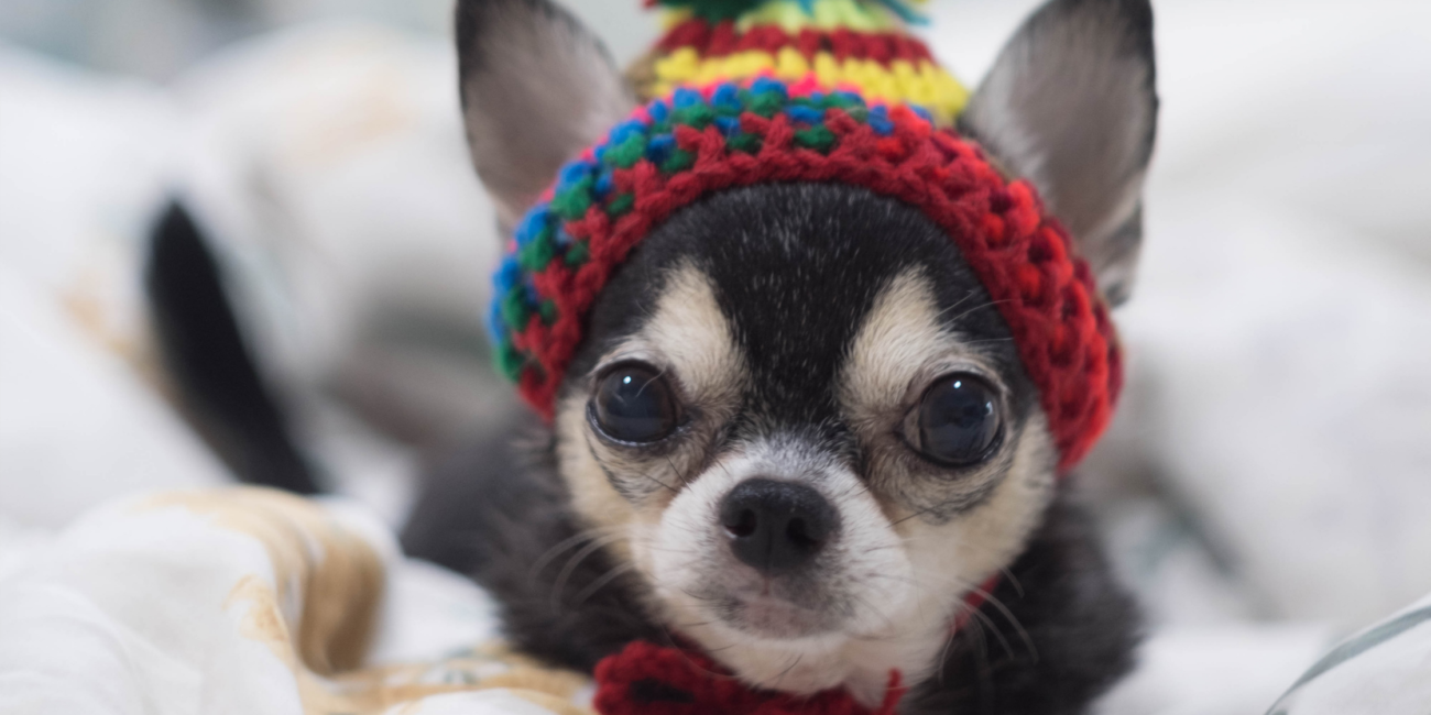 Jak wychować Chihuahua piesek chihuahua sam w domu opiekun dla psa pethomer petsitter opieka nad psem karmienie spacer z psem wyprowadzanie psa