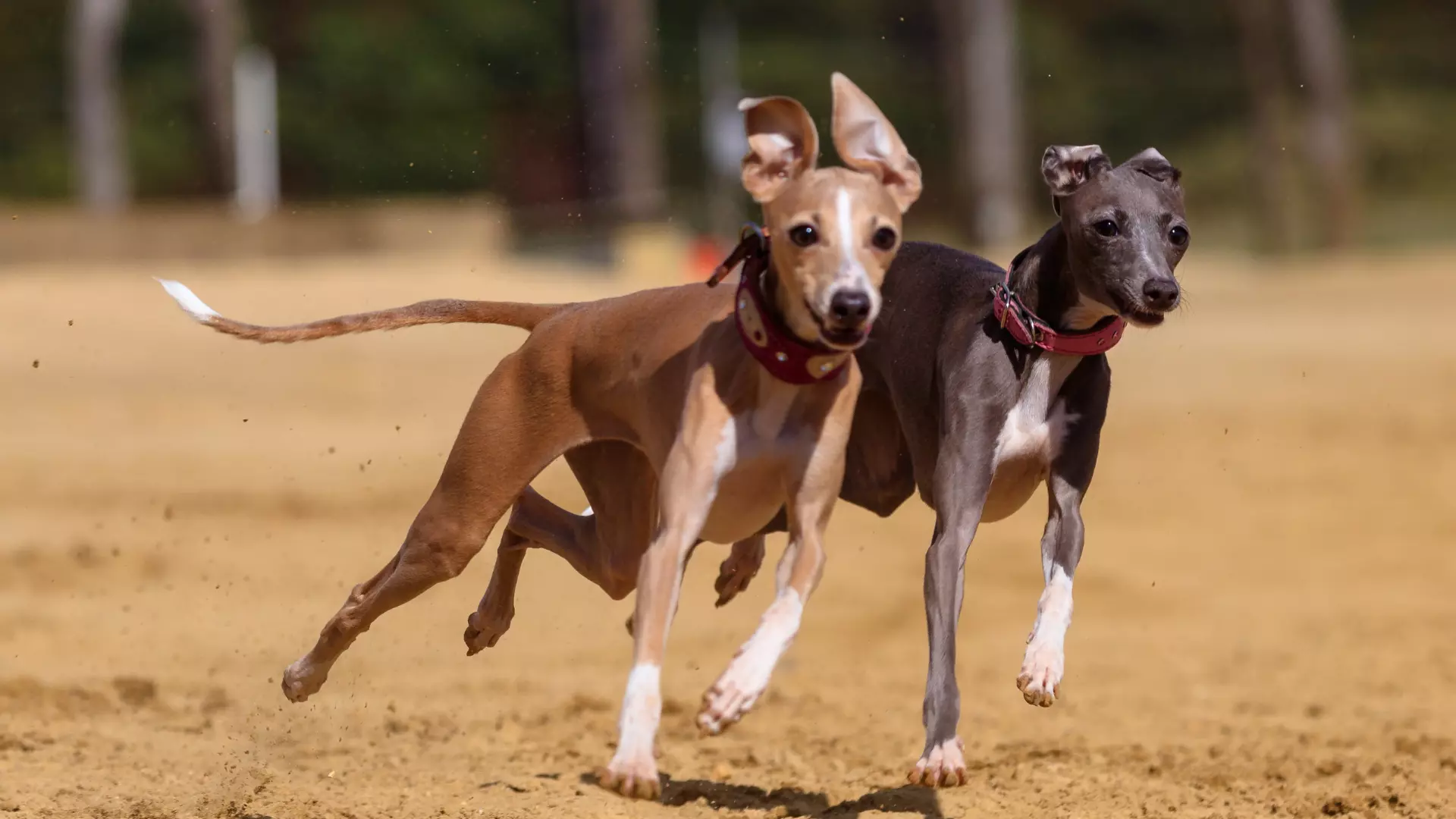 Pies do biegania greyhound