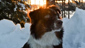 zabawy z psem zimą pethomer opiekun dla psa wyprowadzanie spacer z psem domowy hotel dla psa czy pies marznie łapki psa w zimie sanki z psem
