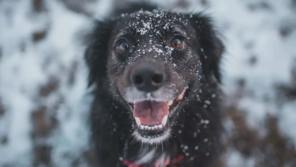 zabawy z psem zimą pethomer opiekun dla psa wyprowadzanie spacer z psem domowy hotel dla psa czy pies marznie łapki psa w zimie sanki z psem