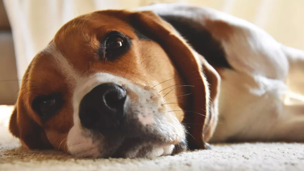 beagle, beagle pies, beagle dorosły, beagle usposobienie, rasa psa beagle, beagle charakter, beagle waga, pies bigiel, ile śpi beagle, ile ruchu potrzebuje beagle, ile powinien ważyć dorosły beagle, beagle z nadwagą