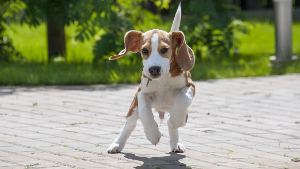 ile powinien wazyc beagle