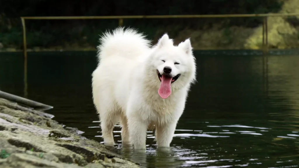 psy sredniej wielkosci samoyed samojed