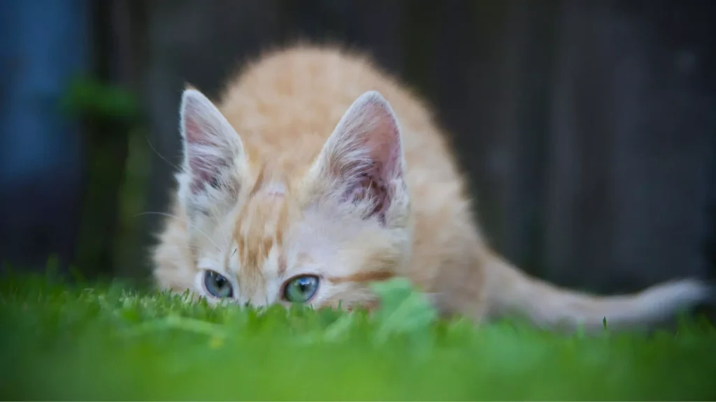 trawa dla kota kocia trawa