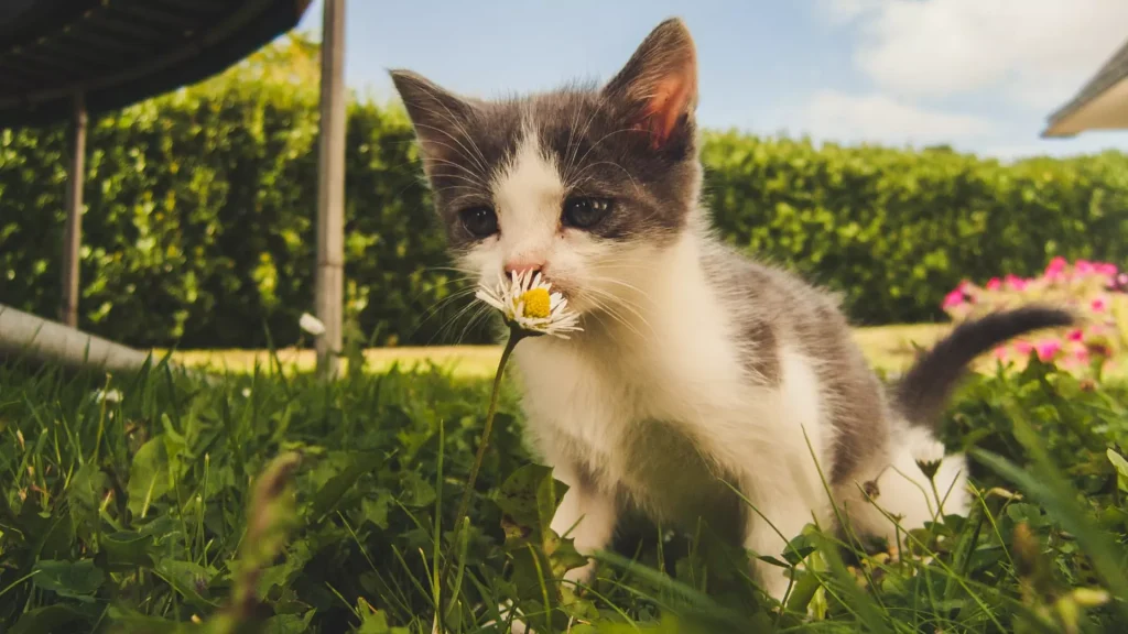 trawa dla kota kocia trawa