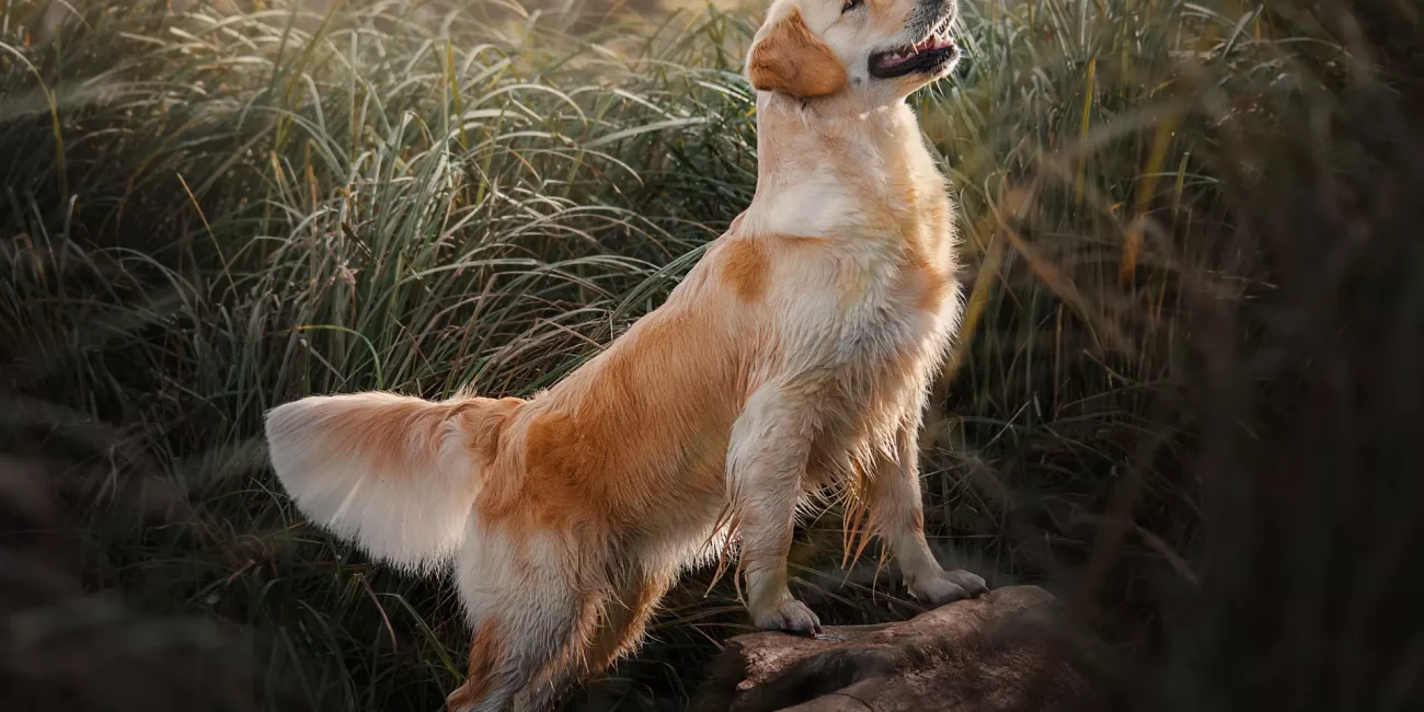 Golden Retriever - waga, pielęgnacja i choroby