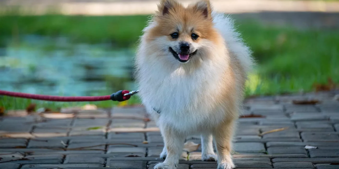 pomeranian