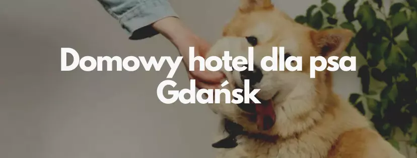 psi hotel gdańsk