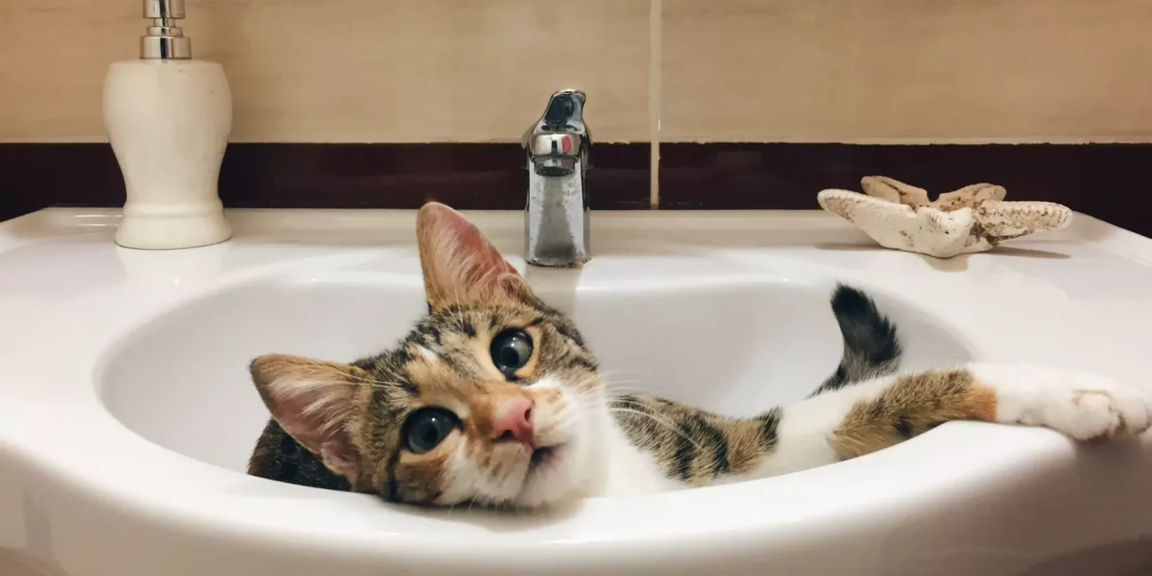 Dlaczego kot wchodzi za Tobą do łazienki?