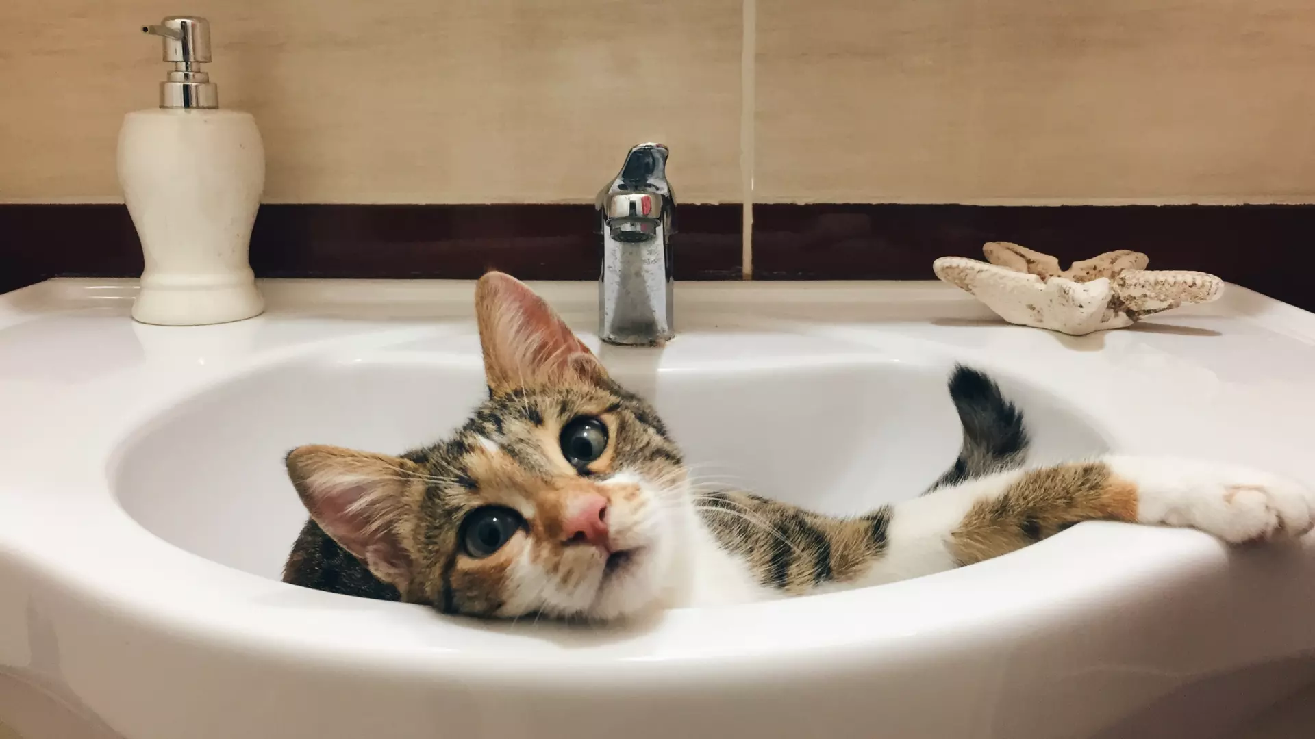 Dlaczego kot wchodzi za Tobą do łazienki?
