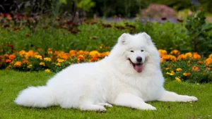 Samojed – jaki jest pies chmurka? Opis i cena