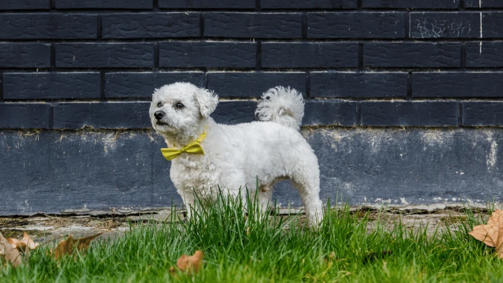 dog yellow ribbon żółta wstążka u psa