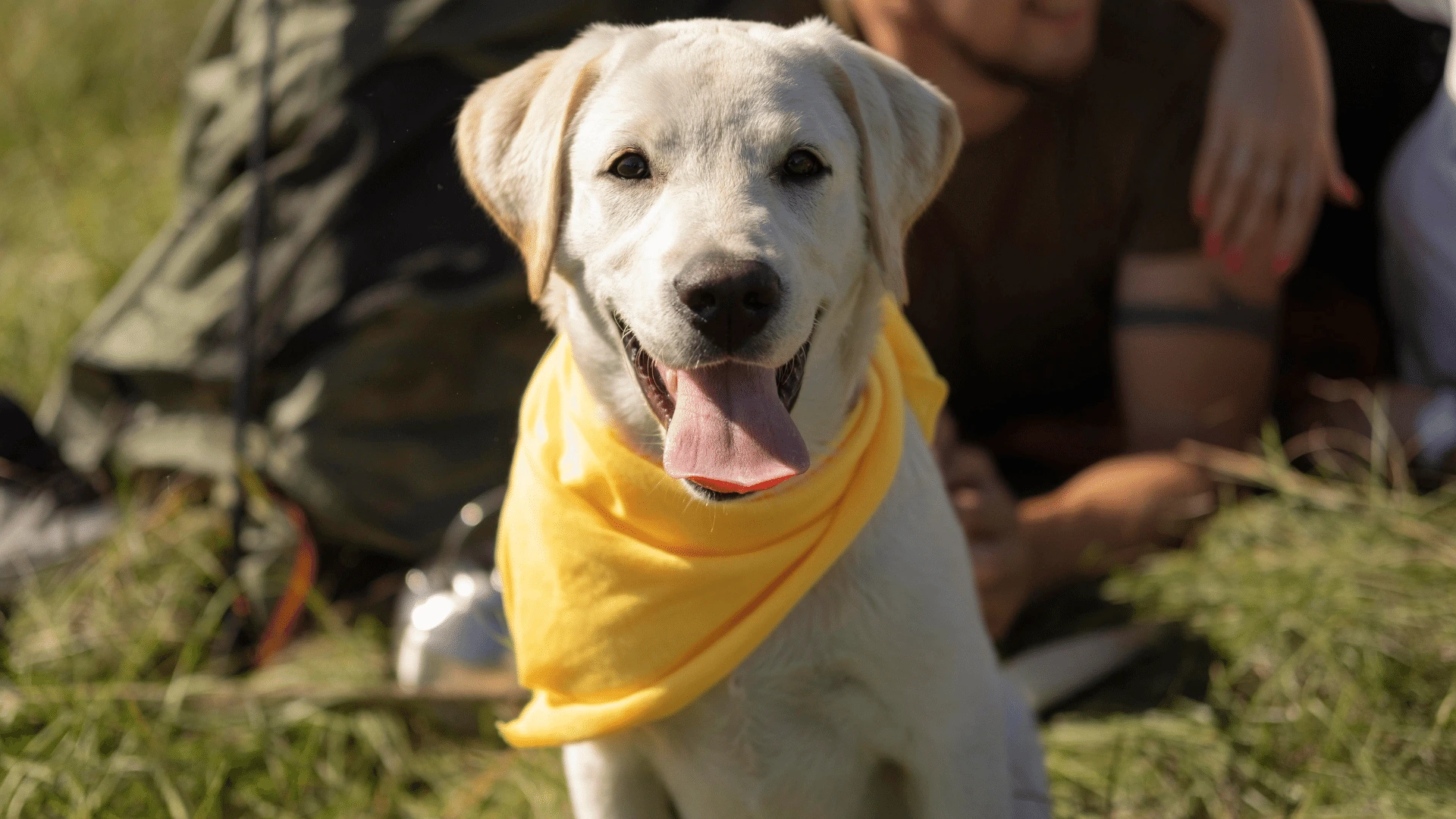 dog yellow ribbon żółta wstążka u psa