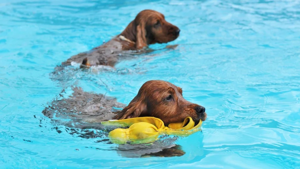 cocker spaniel pływa w wodzie wakacje lato z psem
