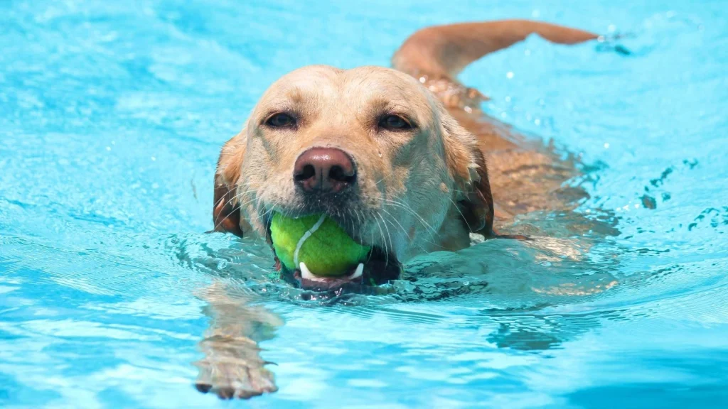 labrador pływa w wodzie wakacje lato z psem