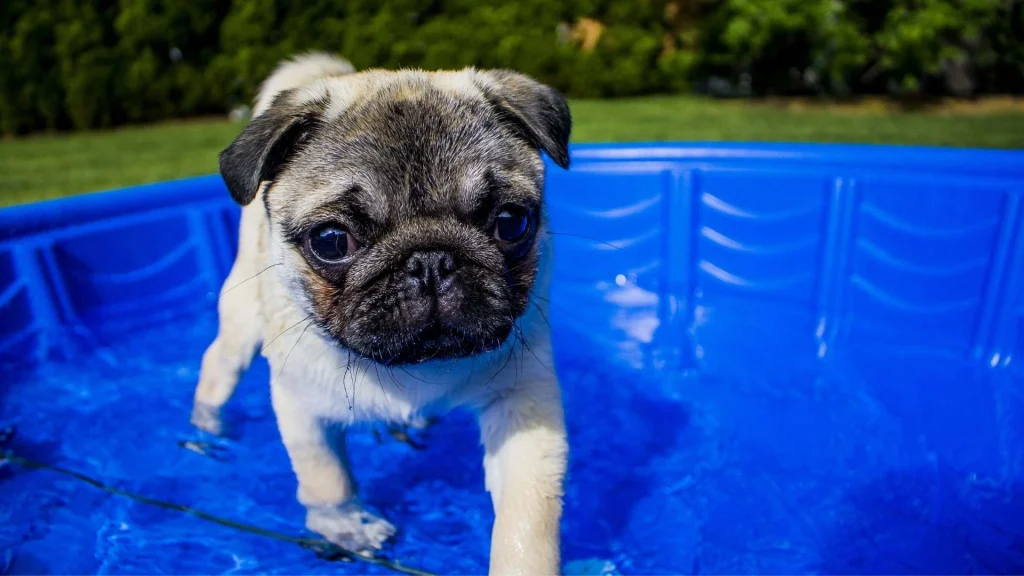 mops nie lubi pływać wakacje lato z psem