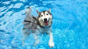 Czy wszystkie psy potrafią pływać?