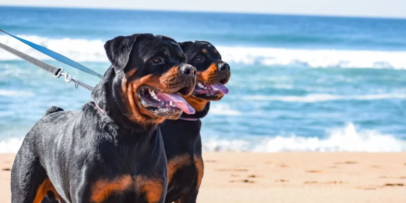 Rottweiler - charakter, wygląd i cena